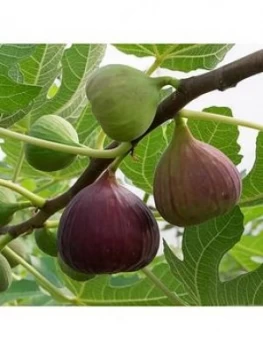 Fig Tree 'Brown Turkey' Standard Form 1.2-1.4M Tall