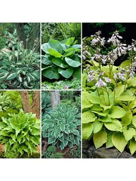 YouGarden Hosta Collection (5 x Bare Roots) - Size 5 x Bare R