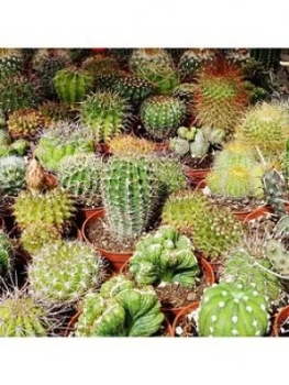 Indoor Cactus Mix 6 Types In 5.5Cm Pots