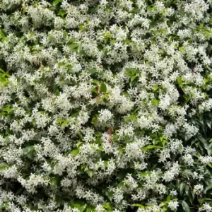 YouGarden Trachelospermum Jasminoides 'Star Jasmine' 80cm-100cm Tall