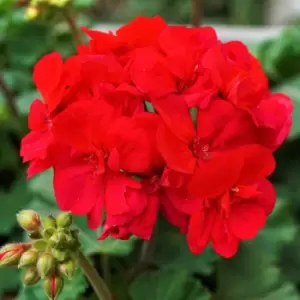 YouGarden Geranium 'Zonal Ultimate Red' Plug Plants