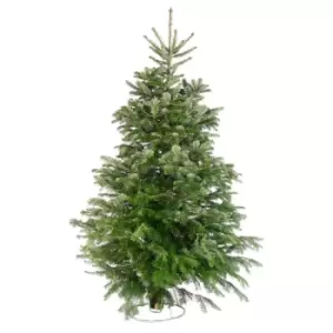 7ft Needlefresh Nordman Fir Real Christmas Tree (210-240cm)