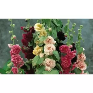 Thompson & Morgan Thompson and Morgan Hollyhock Chaters Doubles 3 Bare Roots
