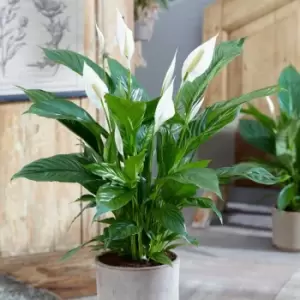 YouGarden Spathiphyllum Sweet Silver (Peace Lily) In 14Cm Grow Pot