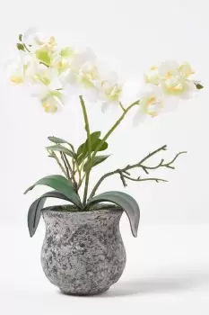 White and Green Orchid 32cm Phalaenopsis in Cement Pot