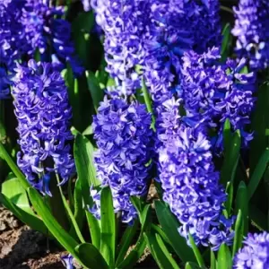 YouGarden Hyacinth Blue 10 Bulbs size 14/15 - Brown