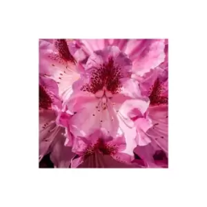 Rhododendron Cosmopolitan (pink) Std 19cm