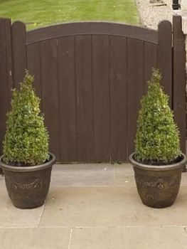 Pair Of Box Topiary Pyramids (Buxus Sempervirens) 45-50Cm Tall