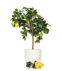 Yougarden Large Lemon Tree 6L Pot - wilko