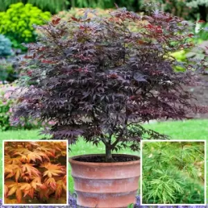 Yougarden Set of 3 Acer Palmatum Trees in 2L Pots