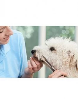 Virgin Experience Days Introduction To Dog Grooming 15 Part Online Course