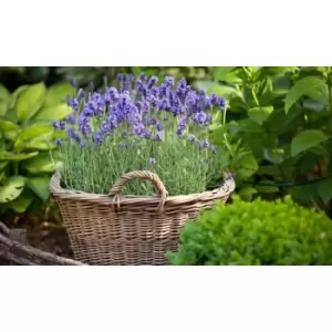 Thompson & Morgan Thompson and Morgan English Lavender - 20 plants