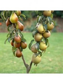 Duo Pear Tree - 2 Varieites On 1 Tree 3L Pot 1M Tall