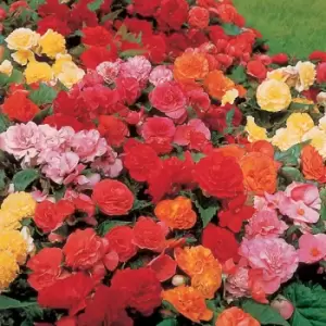 YouGarden Begonia 'non-stop' - Mixed Colours
