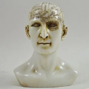 Phrenology Head Sculpture H15cm