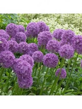 Allium Violet Beauty 50 Bulbs