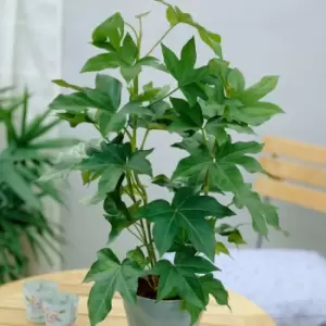 YouGarden Fatshedera Pia Gray (Tree Ivy) In 17Cm Grow Pot