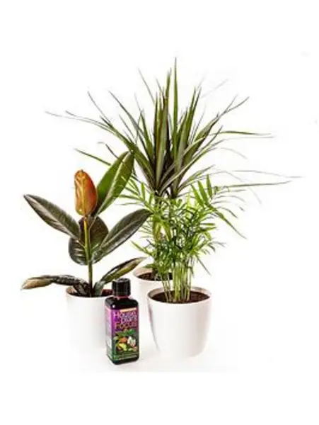 YouGarden Houseplant Collection with Pots - Size 3x12cmPots