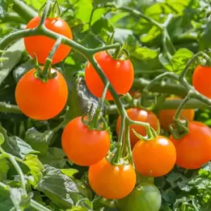 YouGarden Cherry Tomato 'Sungold Supersweet' Plants