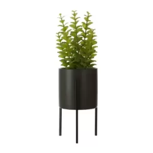 Interiors By Premier Thyme in Black Ceramic Pot with a Iron Stand