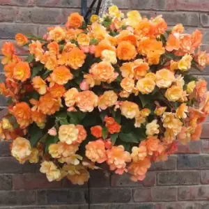 YouGarden Pair of Begonia 'Apricot Shades' Hanging Baskets