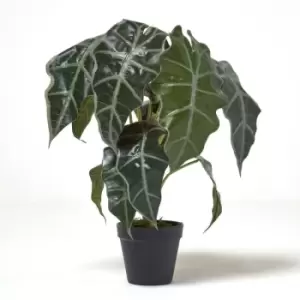 Homescapes - Amazonica Elephant Ear Plant in Pot, 50cm Tall - Green