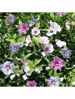 3-In-1 Hibiscus Tricolour 3L Potted Plant