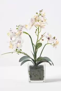 White Orchid 42cm Phalaenopsis in Glass Pot