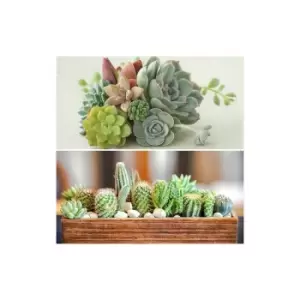 Indoor Mix 6 Succulents & 6 Cacti 5.5cm pots