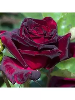 Rose 'Black Baccara' (Bare Root)