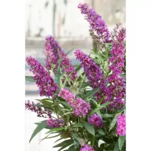 Pair of Buddleia Butterfly Tower in 12cm Pots