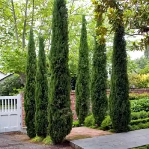 YouGarden Pair of Italian Cypress Trees 1.2-1.4m