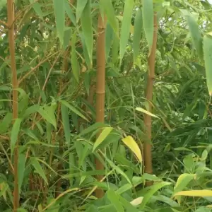 YouGarden Pair Of Yellow Bamboo Plants 80-100Cm Tall