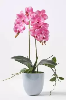 Pink Orchid 54cm Phalaenopsis in Ceramic Pot