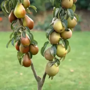 YouGarden Duo Fruit Pear Tree 70-80Cm Tall In 3L Pot