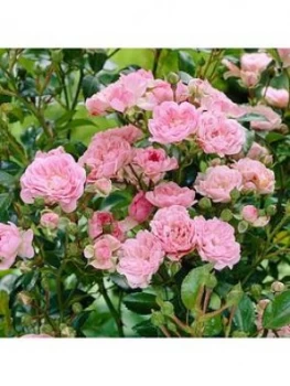 Groundcover Rose The Fairy Pink 2L Pot