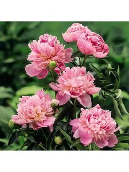 YouGarden Peony 'Sarah Bernhardt' (1 Bare Root) - Size 1 Bare Roo