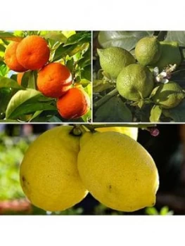 Citrus Grove Collection 3 X 9Cm Plants