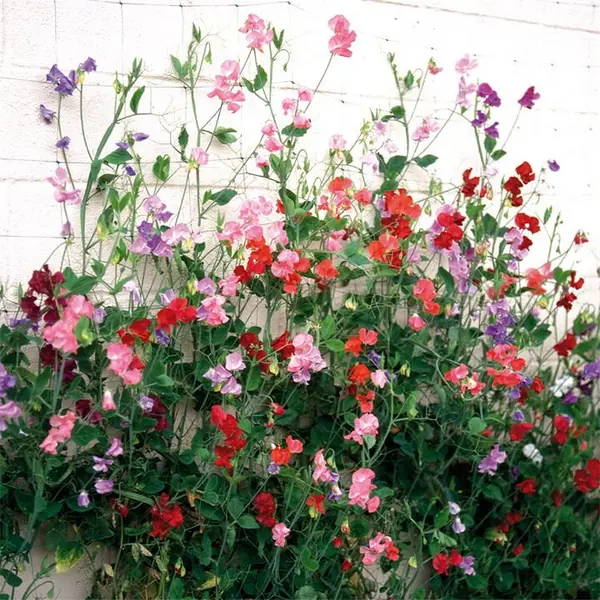 YouGarden Sweet Pea Cut Flower Mix (20 Garden Ready Plants) 20 Plants Multi 40573299000