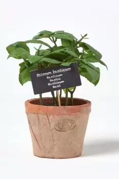 Artificial Basil Plant in Decorative Pot