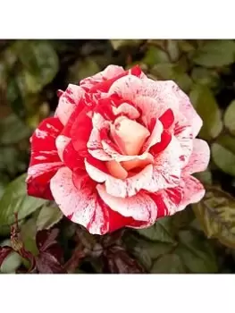 Yougarden Raspberry Ripple Bareroot Rose - wilko