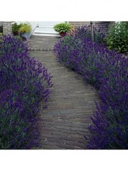 You Garden Hedging Lavender Hidcote 10 X 9Cm Pot