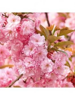 You Garden Flowering Cherry Kanzan' 1-1.2M Tall Bare Root