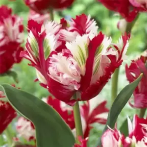 YouGarden Tulip Estella Rijnveldt 15 bulbs size 11/12 - Brown