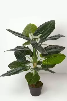 Taro Plant in Pot, 90cm Tall
