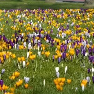 YouGarden Crocus Large Flowered Mixed 30 bulbs - Brown