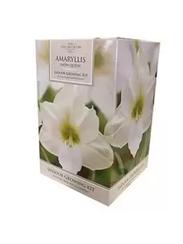 Amaryllis Gift Pack - Snow Queen