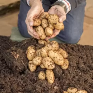 Yougarden Complete Patio Potato Growing Kit