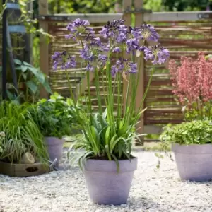 Thompson & Morgan Agapanthus 'Poppin' Purple' 9cm pot - 3 plant