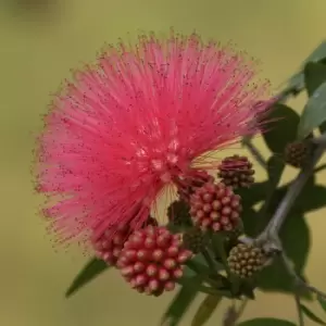 Yougarden Calliandra Surinamensis 'dixie Pink' Standard